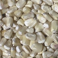 BULK DRIED YELLOW CORN KERNELS IDEAL