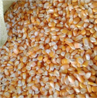 PREMIUM DRIED WAXY CORN KERNELS HIGH