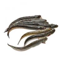 TOP SALES FROZEN GOBY FISH BULK