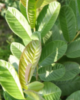 PREMIUM DRIED GUAVA LEAVES FROM VIETNAM