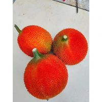 WHOLESALE FROZEN GAC FRUIT BULK SUPPLY