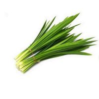 HOT DEAL FROZEN PANDAN LEAVES WHOLESALE BULK SUPPLY PREMIUM QUALITY NATURAL AROMATIC HERB TOP SALES EXPORT