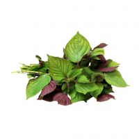 PERILLA LEAF POWDER PREMIUM QUALITY WHOLESALE