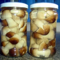 CANNED STRAW MUSHROOM | PREMIUM QUALITY | READY TO EAT FROM VIETNAM