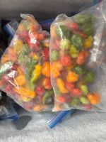 PURE FROZEN BELL PEPPER | NON-GMO | FRESHLY HARVESTED