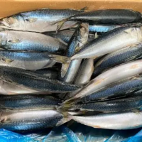 IQF FROZEN MACKEREL FISH | CLEAN LABEL