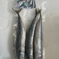 WHOLESALE FROZEN MACKEREL | BULK EXPORT | RICH