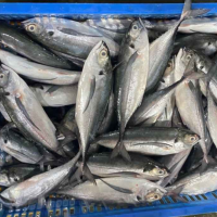 PURE FROZEN WHOLE ROUND MACKEREL | SUSTAINABLE