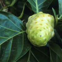WHOLESALE NONI FRUIT | NON-GMO | RICH