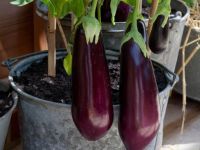 PURE FROZEN EGGPLANT CLEAN LABEL BULK EXPORT
