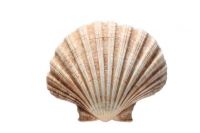 SCALLOP SHELLS FOR CRAFT DECOR AND FOOD PRESENTATION From Vietnam