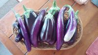 FROZEN EGGPLANT IQF PREMIUM QUALITY FROM VIETNAM