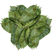 WHOLESALE DRIED SOURSOP LEAVES NON GMO