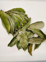 PURE DRIED SOURSOP LEAVES RICH IN