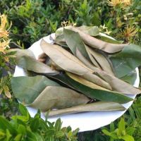 ORGANIC DRIED SOURSOP LEAVES HEALTHY TEA