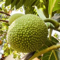 ORGANIC FROZEN BREADFRUIT PURE AND HEALTHY