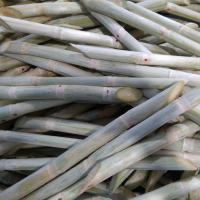 FROZEN SUGARCANE PREMIUM QUALITY FROM VIETNAM