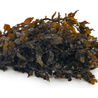 DRIED SARGASSUM SEAWEED POWDER FOR HEALTH AND BEAUTY PRODUCTS From Vietnam
