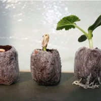 BIODEGRADABLE COCO COIR PELLETS FOR SEED