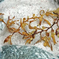 DRIED SARGASSUM SEAWEED POWDER FOR HEALTH