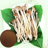 EXPORT GRADE DRIED TERMITE MUSHROOM RICH UMAMI