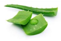 SOFT AND FRESH CANNED ALOE VERA CUBES