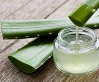 HIGH QUALITY ALOE VERA GEL BULK SUPPLY FOR BEAUTY PERSONAL CARE AND HEALTH INDUSTRIES From Vietnam