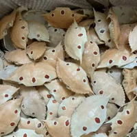 HIGH QUALITY CRAB SHELL FOR ORGANIC AGRICULTURE From Vietnam