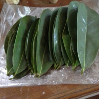 HIGH QUALITY SOURSOP LEAVES FOR CALMING