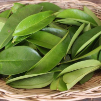 PREMIUM SOURSOP LEAVES FOR HERBAL TEA