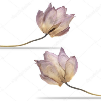PREMIUM DRY LOTUS FLOWER FOR RELAXING