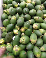TOP GRADE FROZEN BETEL NUT FOR