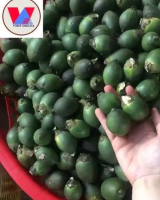 FROZEN BETEL NUT BULK SUPPLY FOR