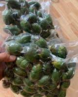 FROZEN BETEL NUT CLEAN DRIED AND