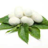 PURE RAW SILK COCOONS FOR FACIAL