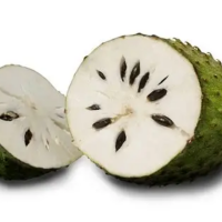 FRESH TROPICAL SOURSOP FOR WHOLESALE JUICE