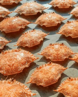 PREMIUM CRAB SHELL RAW MATERIAL FOR