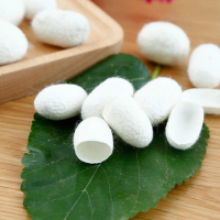 HIGH QUALITY SILK COCOONS FOR ORGANIC