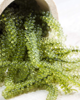 HIGH QUALITY SEA GRAPE NATURAL SUPERFOOD