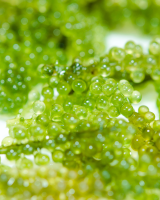SEA GRAPE WHOLESALE GREEN CAVIAR FOR