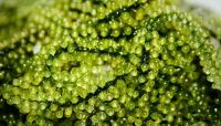 SEA GRAPE (UMI BUDO) FOR SALADS