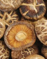 HIGH QUALITY DRIED SHIITAKE MUSHROOM FROM VIETNAM
