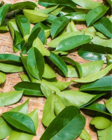 DRIED SOURSOP LEAVES - BULK SUPPLY AVAILABLE