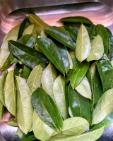 PURE DRIED SOURSOP LEAVES - NO ADDITIVES