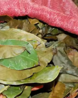 PREMIUM DRIED SOURSOP LEAVES