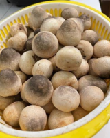 FRESH STRAW MUSHROOM / CHILLED SUPPLY, VIETNAM