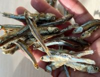 DRIED ANCHOVY HEADLESS - EXPORT QUALITY CLEANED DRIED FISH BULK SUPPLY