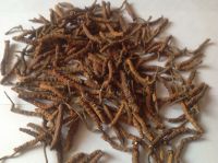 Super A+ Dried Cordyceps sinensis / Yasargumba / Caterpillar Fungus