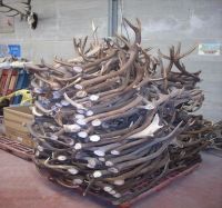 Red Deer Antlers | Fallow deer Antlers | Roe deer antlers