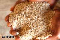 Sesame Seeds Pure (White and Black)